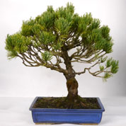 Bonsai Pinheiro mugho 12 anos